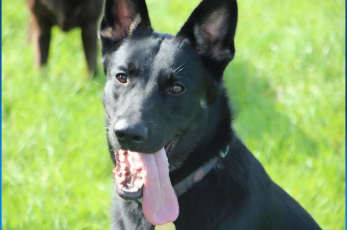 Sparrow (3) Sparrow (3)