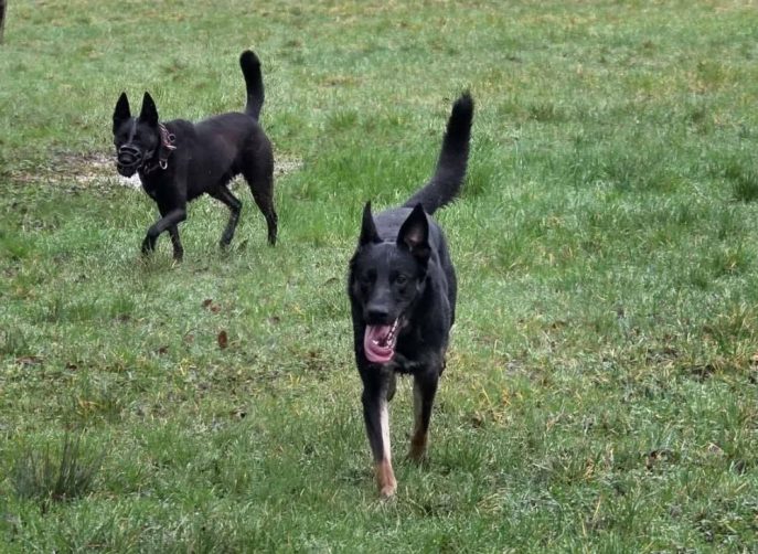 Sparrow (4) Sparrow (4)