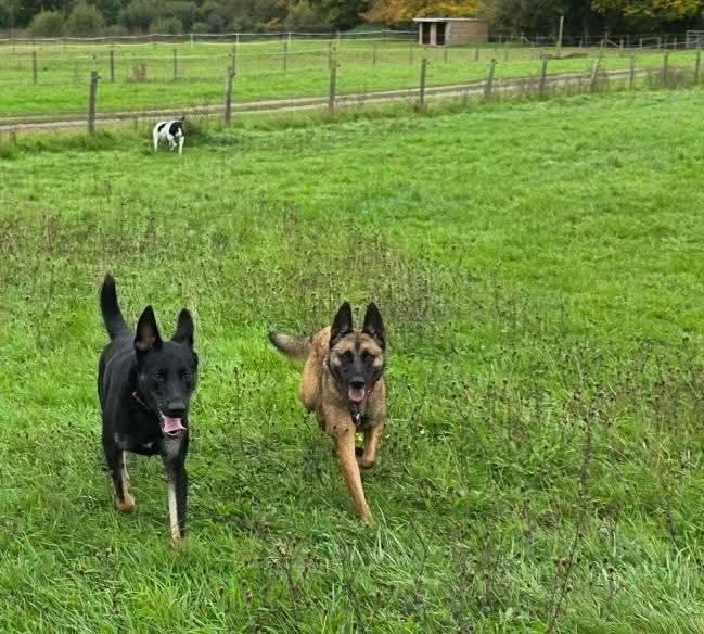 Sparrow (5) Sparrow (5)