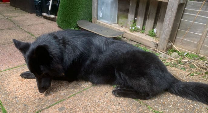 Darcy (3)