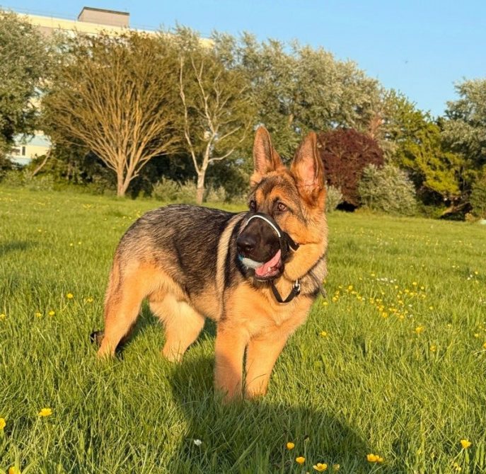 Kaiser (3)