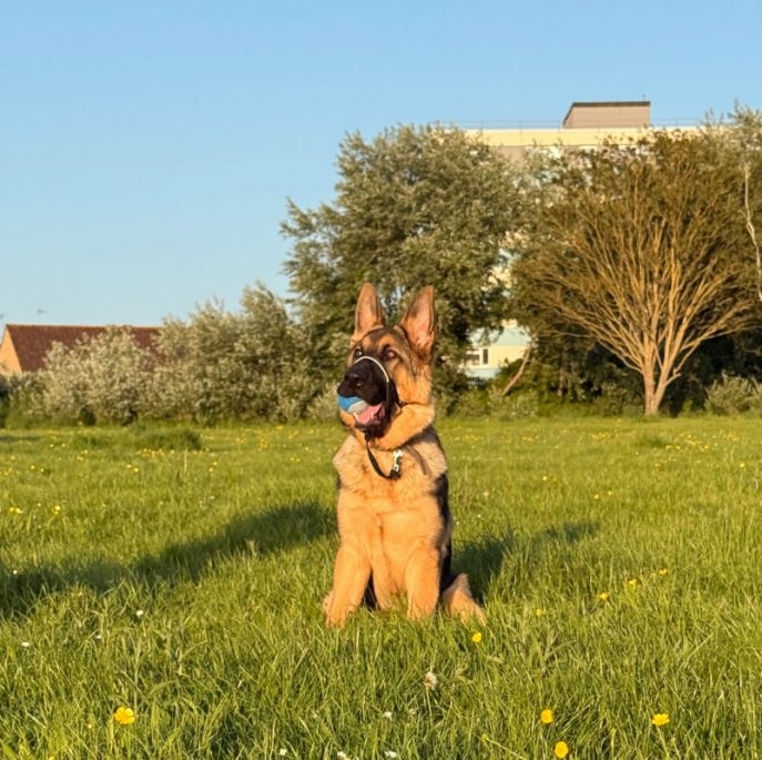 Kaiser (4)