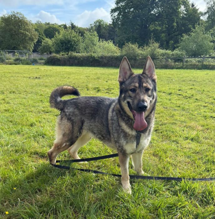 Loki (4)
