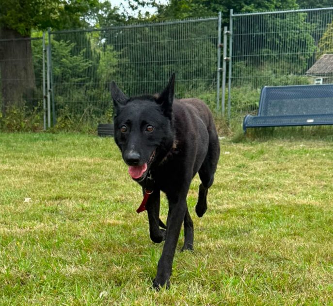 Boris (3)