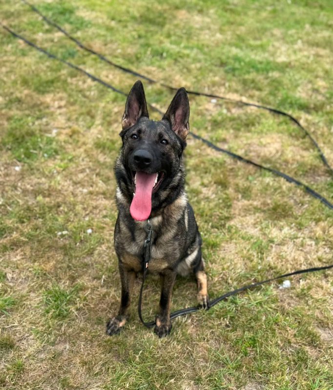 Cinder (3) Cinder (3)