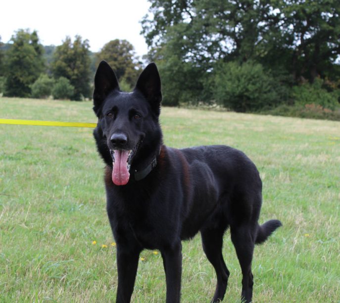 Jax (1)
