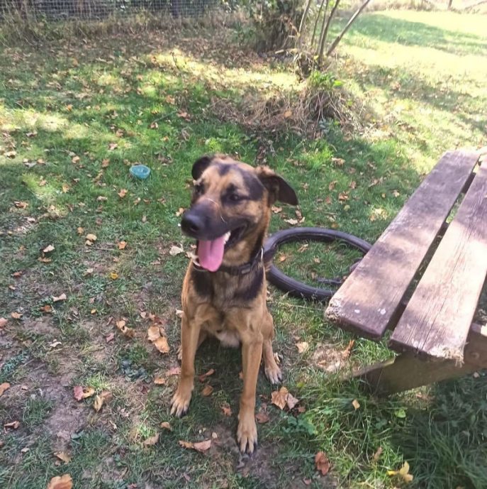 Milo (1)