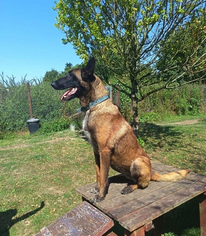 Roxy (3)