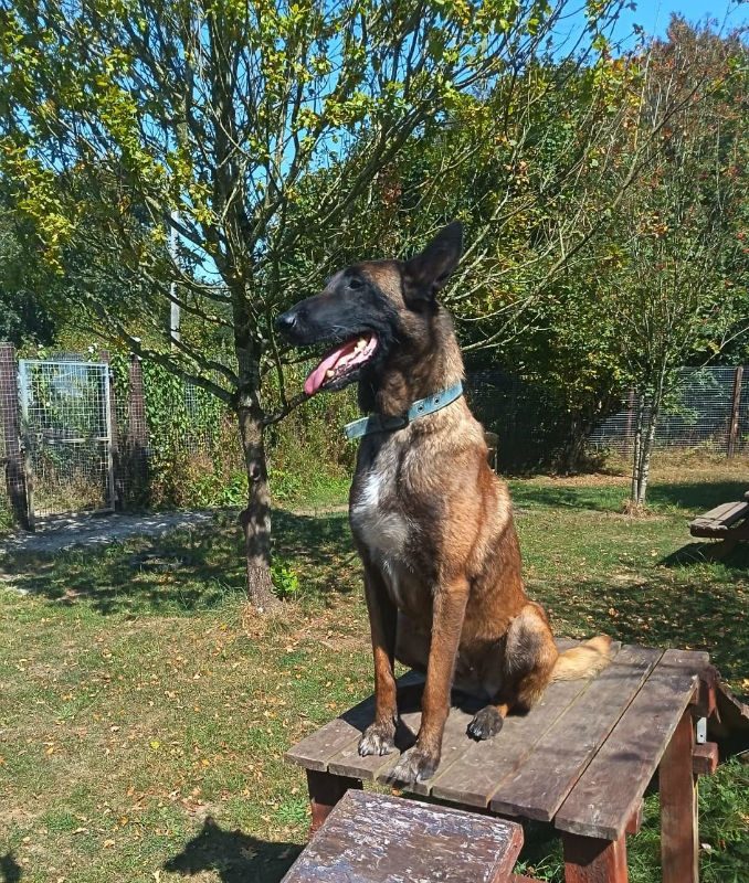 Roxy (4)