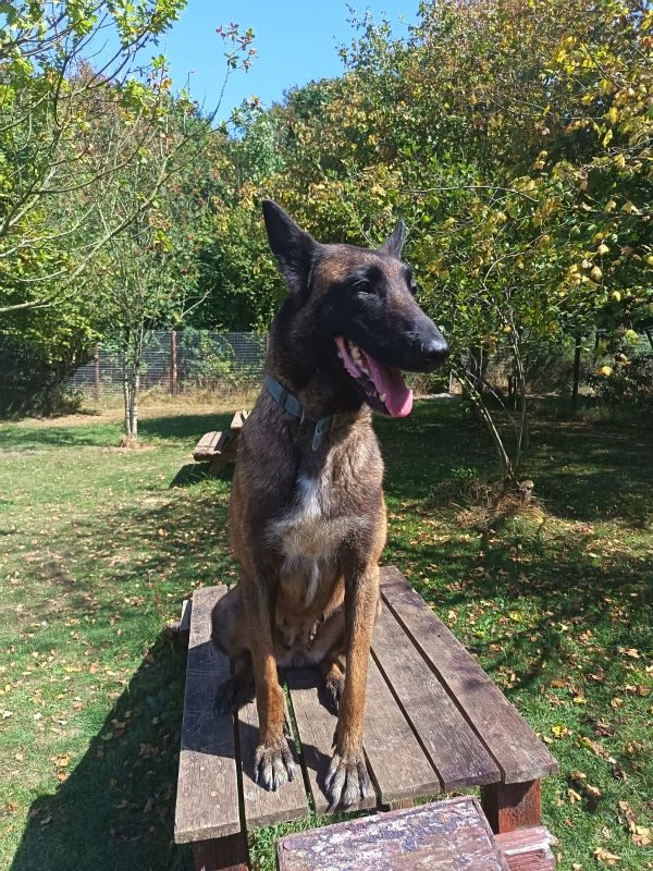 Roxy (5)