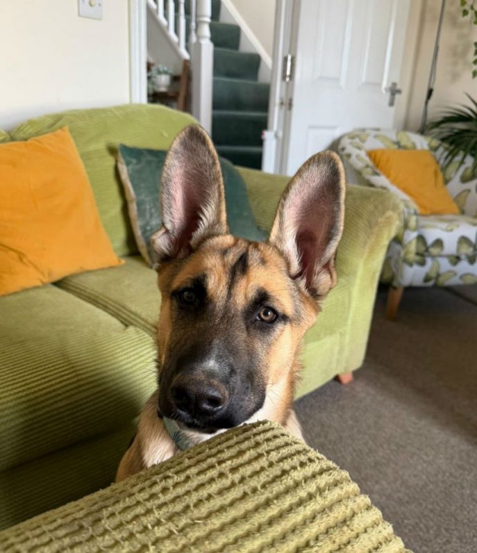 Jax (2)