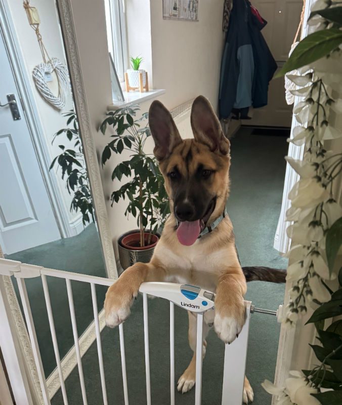 Jax (4)
