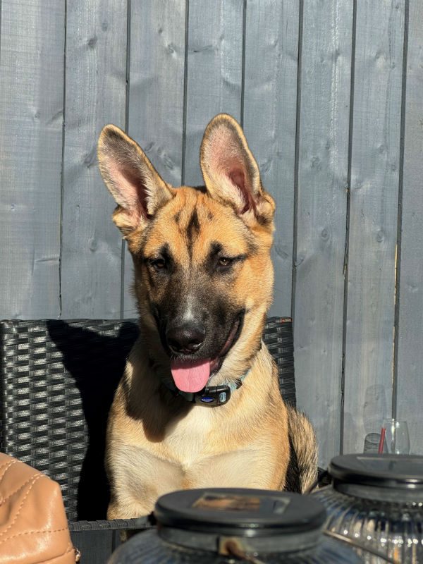 Jax (5)