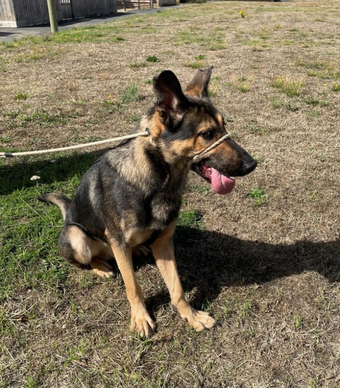 Koda (2)