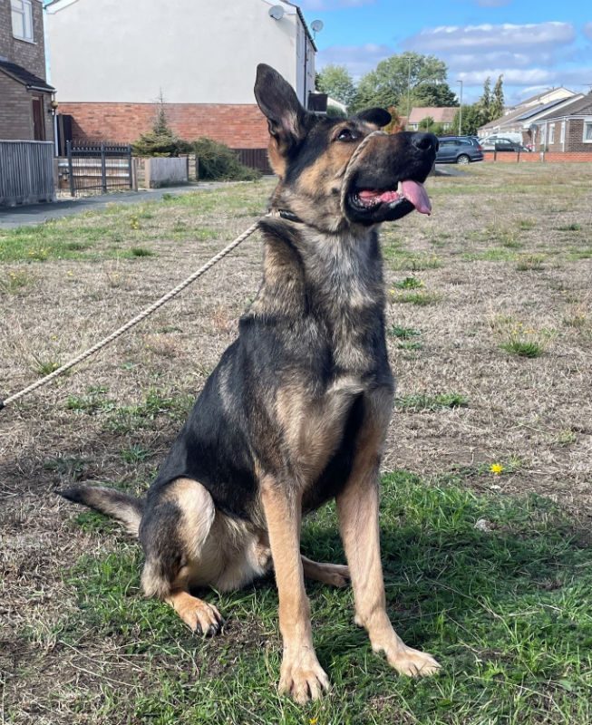 Koda (3)