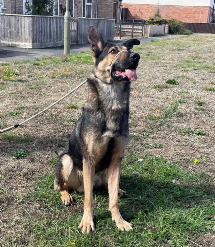 Koda (4)