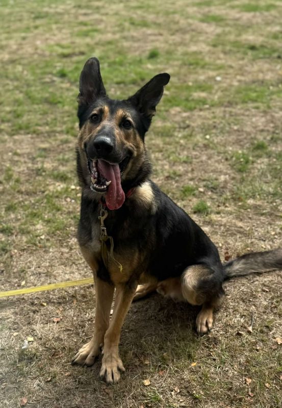 Koda (5) Koda (5)