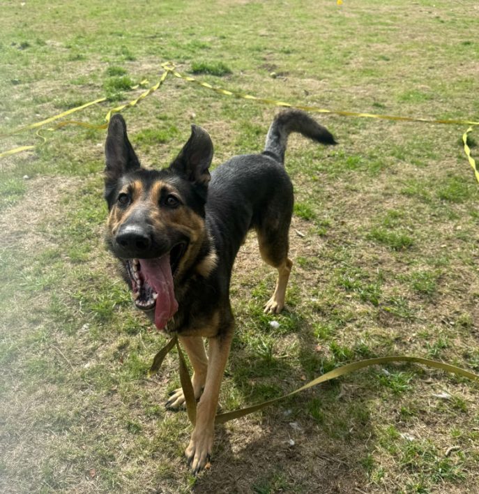 Koda (9) Koda (9)