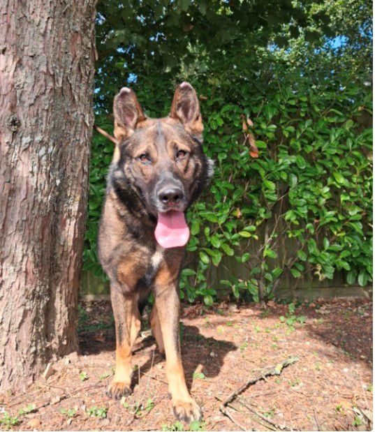 Kaiser (6)