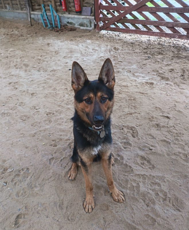 Rocky (2)